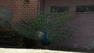 Peacock stolen from Oak Cliff neighborhood