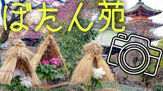 上野東照宮【ぼたん苑】を一眼レフカメラと単焦点レンズ35mmでお写んぽ！