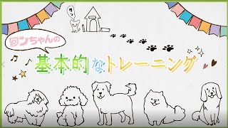 犬の基本的なしつけ（家庭犬トレーニング）🐾