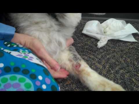 How to Deal With a Hot Spot on Your Dog How to Deal With a Hot Spot on Your Dog