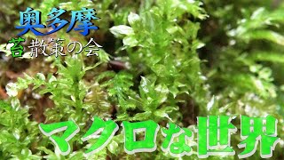 #37【苔友部】 奥多摩苔散策の会　 第４回