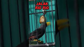 Burung jalak rio rio #kicaumania