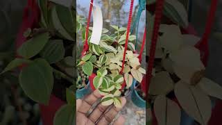 আমাদের বাগানের সর্বশেষ আপডেট #gardening