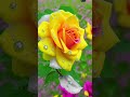 if you liked the romantic flower video please like it.