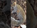 you mattered gone but never forgotten ytshorts squirrel rip animals