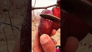 Only size is small but taste is huge😋🤤🍓🥭🍊#shorts #nature #fruit #real #video