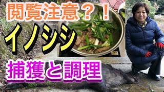 野生のイノシシ捕獲とジビエ料理