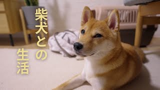 【ナイトルーティン】柴犬と過ごすリアルな平日の夜