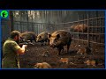 How Do Farmers Use Traps To Deal With Millions Of Wild Boars And Other Invasive Species