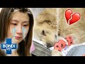 Emotional Goodbye To Dog: Golden Retriever Hit By Deadly Heat Stroke 😩 | Bondi Vet Clips | Bondi Vet