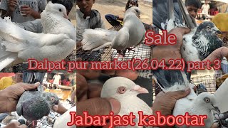 #laal# kaldume#saharanpuri# lakhe #fancy kabootar #Rampuri kabootar part 03 muradabad market