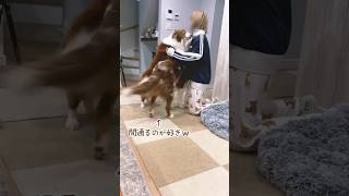 毎朝起きるたびに数日ぶりの再会みたいになる大きい犬達が愛おしい😂ｗ【ボーダーコリー・オーストラリアンシェパード】#shorts #dog