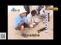 印度神油製法揭密 關鍵物竟在這生物身上 【民生八方事】 2023091810 @gtvnews27