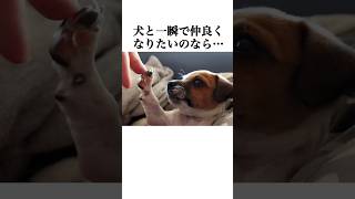 犬とすぐ仲良くなる方法　　 #犬 #ペット #動物  #雑学