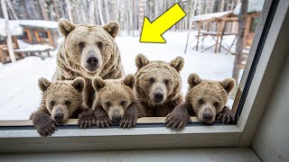 Freezing Bear and Her Cubs Beg to Enter the House, and What Happens Next Shocks the Man!