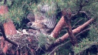 クマタカのヒナ　Baby bird of the Mountain Hawk Eagle