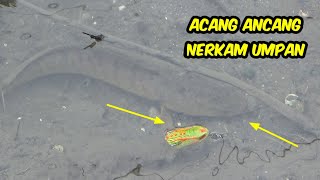 Rejeki..! Mancing Ikan Di Parit Dangkal Tepat Di Sarang Ikan Gabus Besar(Snakehead fishing)