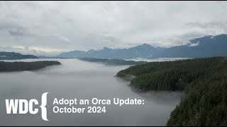 WDC Adopt an Orca Update: October 2024