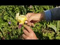 how to cut back bearded iris troy scott smith from sissinghurst on how to care for bearded irises