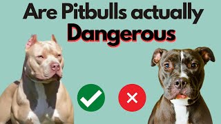 Are Pitbull really Dangerous? Is Pitbull a Home Dog? Can we keep Pitbull in Home?