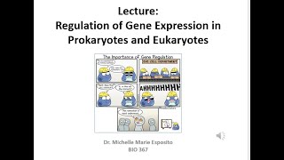 BIO 367 Gene Regulation of Prokaryotes and Eukaryotes (MCAT and DAT review) #science