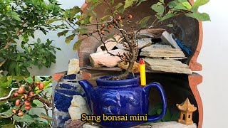 Bonsai sung mini / Cây sung mini giâm cành cho ra trái rất hiệu quả