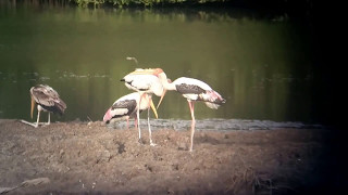 นกกาบบัว : Painted Stork