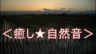 ＜癒し★自然音＞カエルの鳴き声【№１】田んぼのカエル【安らぎ・睡眠・勉強】