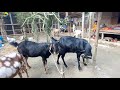 শীতকালে ছাগলের যত্ন ও চিকিৎসা ।নাটোর । care and treatment of goats in winter