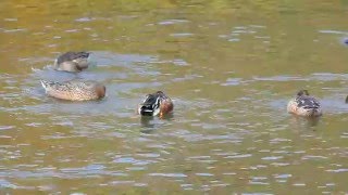 向陵公園の鴨　スロー再生（２０１５年１２月９日）-3