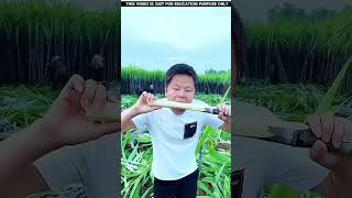 #shorts #china #agriculture #sugarcane #sciencefacts #amazingfacts #explore #nature #ytshorts