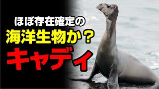 ほぼ存在確定の海洋生物か？ キャディ