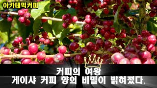 커피의 여왕. 게이샤 커피 향의 비밀이 밝혀졌다. (커피 논문 해설)