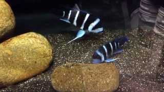 My cyphotilapia Frontosa moliro breeding