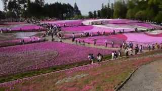 見頃を迎え賑やかな秩父芝桜の丘　2014年4月26日