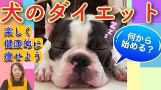 犬のダイエットのコツ教えます！肥満は放置厳禁です【№161】