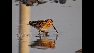 タシギの食事風景