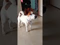 పక్కన వాడిని చూసి నవ్వటం చాలా ఈజీ dog jackrussell rocky funny talking video shorts ytshorts