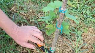 Csemegeszőlő, Kovács Barnabástol vásárolt csemeték, hány maradt meg....,,🍇🍇🍇