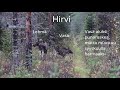 hirvi