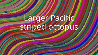 Larger Pacific striped octopus