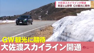 残雪と山野草が競演　大佐渡スカイライン開通　スーパーJにいがた4月20日OA