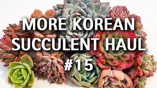 Plant Haul #15 - More Korean Succulent Haul!!!