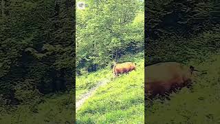 Cow and a Human Playing Around - By matis.dh (tt)