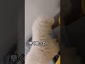 【助けを求める犬】 トイプードル 犬 dog shorts