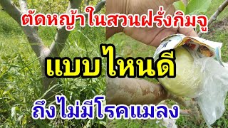 ปลูกฝรั่งกิมจู วิธีจัดการหญ้าในสวนฝรั่งแนวปลอดสาร Guava / บ้านสวนกิตติธรา