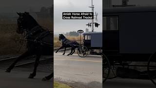 Amish Horse Afraid to Cross Railroad Tracks! #strasburgrailroad #lancastercounty #horses #animals