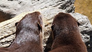 【東山動植物園公式】ヒナタとドンのお食事《 コツメカワウソ　カワウソ 》