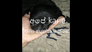 කේන් නාන්න යන්නෙ