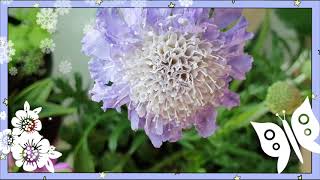 봄을 부르는 아름답고 향기로운 우리집 꽃들~  Our beautiful fragrant flowers